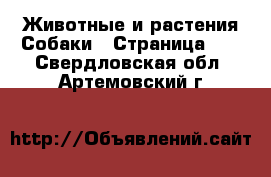 Животные и растения Собаки - Страница 16 . Свердловская обл.,Артемовский г.